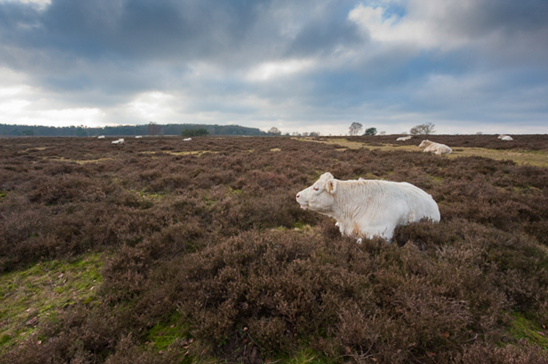 Hoorneboegsche heide Hilversum